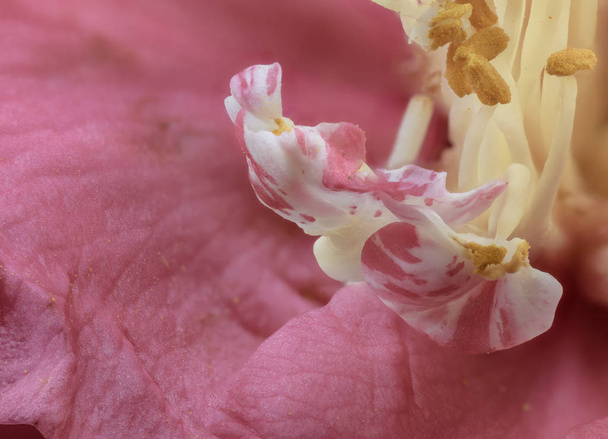 Jemný výtvarník, květinové pastelové barvy kvetoucí portrét uvnitř jednoho osamělé růžové bílé žluté plně otevřené kvetoucí Camellia květ s mladými novými okvětnými lístky - Fotografie, Obrázek