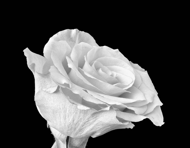 Belle arti monocromatiche nature morte macro luminoso di un singolo isolato fiore di rosa bianca con piccole foglie in stile pittura vintage su sfondo nero
 - Foto, immagini