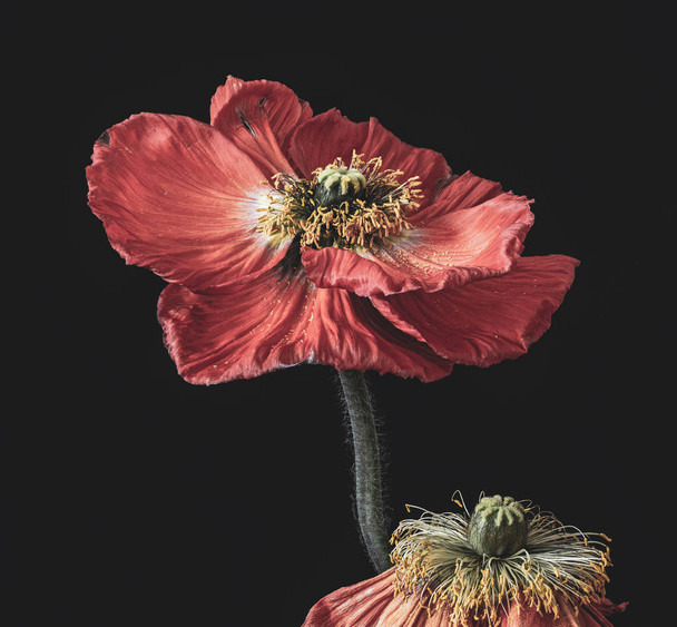 Floral Fine Art stilleven kleur macro van een paar van fading donkerrood gele zijde Poppy Blossoms geïsoleerd op zwarte achtergrond in surrealistische Vintage schilderij stijl - Foto, afbeelding