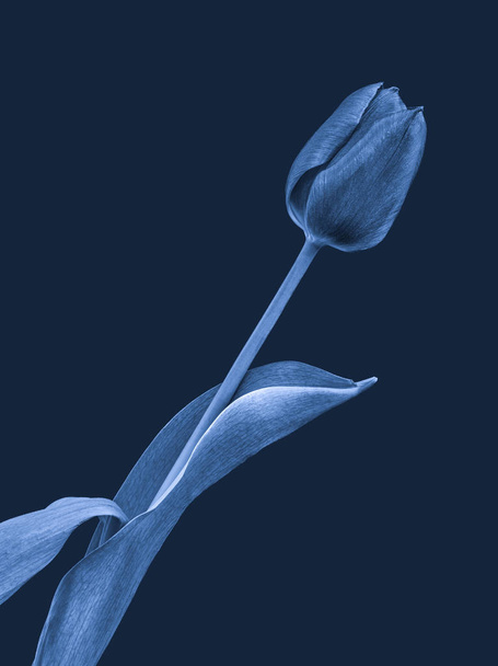 Bela arte ainda vida azul monocromático macro de uma única flor de tulipa isolada no fundo azul com textura detalhada e folhas
 - Foto, Imagem