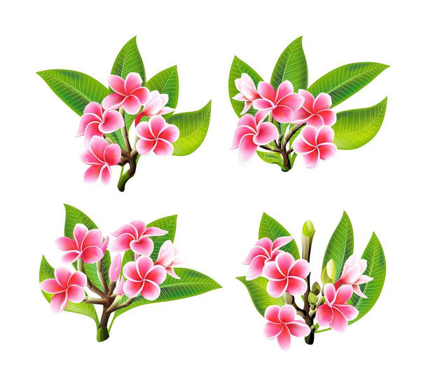 weiße und rosa Blüten in realistischem Stil auf weißem Hintergrund - Vektor, Bild