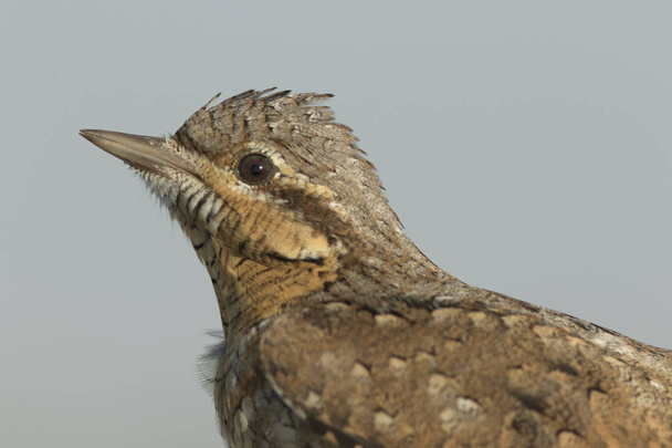 Pájaro migratorio eurasiático llamado cuello irónico que tiene un concurso de miradas en la luz de la mañana
.  - Foto, imagen