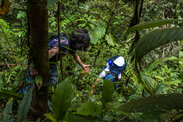 Mężczyźni zwiedzanie dżungli - Zdjęcie, obraz
