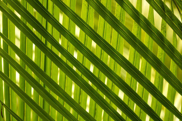 Hermosas hojas de palmera de árbol a la luz del sol, textura de patrón cruzado
. - Foto, Imagen
