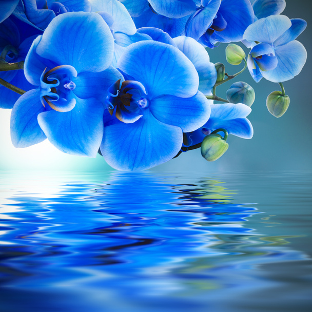 Fondo orquídea azul con reflejo en el agua
 - Foto, imagen