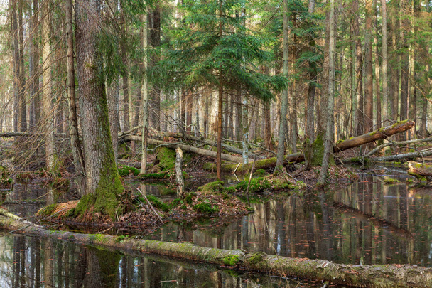 forêt mixte humide printanière avec eau stagnante
 - Photo, image