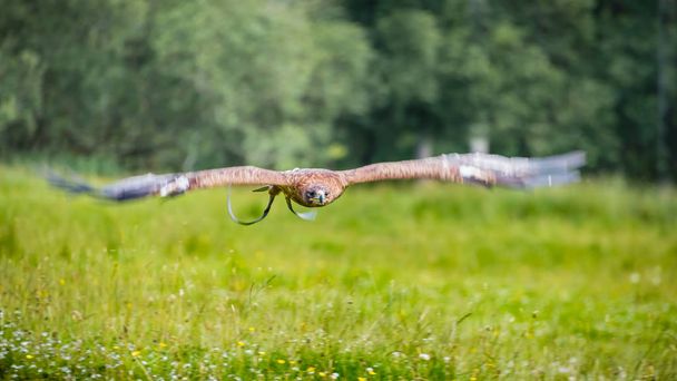 Un aigle à queue blanche (Haliaeetus albicilla) en captivité vole bas et vite au-dessus d'une prairie luxuriante d'herbes et de fleurs sauvages
. - Photo, image