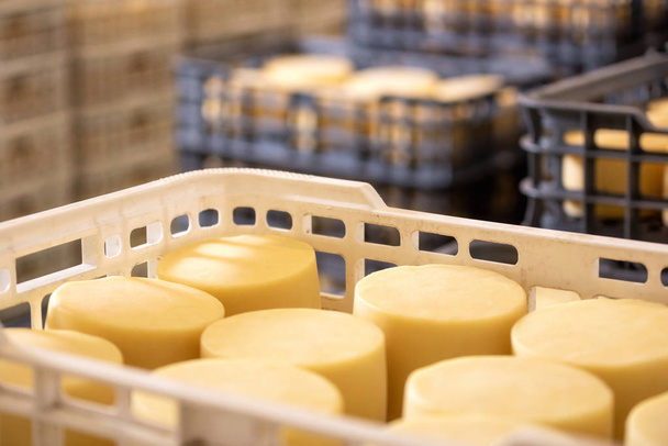Cheese arranged in boxes at cheese factory warehouse. - Photo, Image