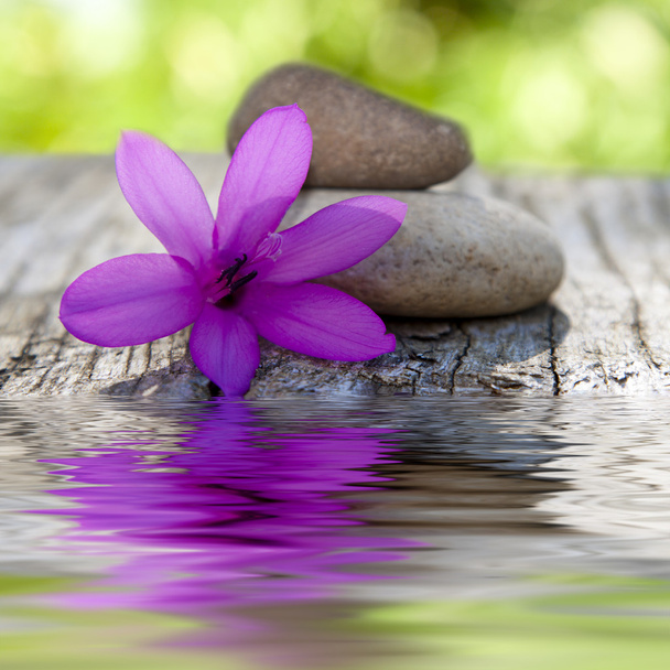 Fleur naturelle avec pierres et eau
 - Photo, image