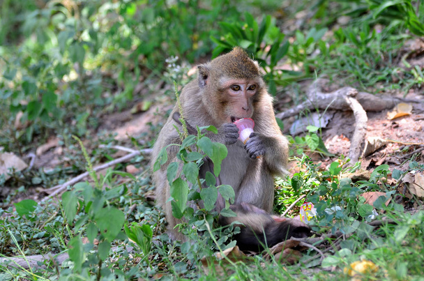 singes mignons dans l'habitat le jour
 - Photo, image