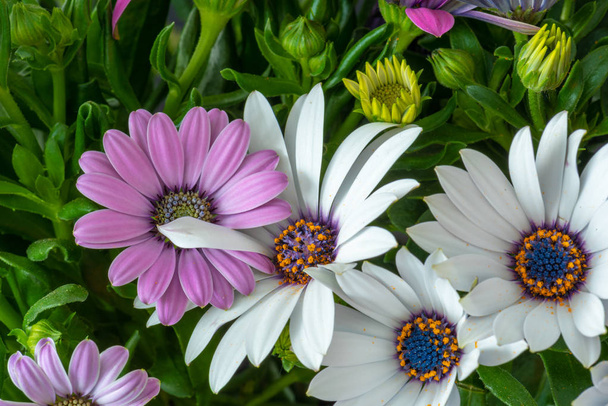 Fine Art ακόμα χρώμα της ζωής λουλούδι μακροοικονομική της ευρείας ανοιχτό λευκό και ροζ Αφρικάνικο/Ακρωτήριο Μαργαρίτα/Μαργαρίτα άνθη, πράσινα φύλλα, μπουμπούκια σε φυσικό φόντο σε σουρεαλιστικός vintage στυλ ζωγραφικής - Φωτογραφία, εικόνα