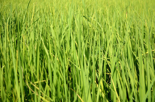 Зелена трава фон крупним планом
  - Фото, зображення