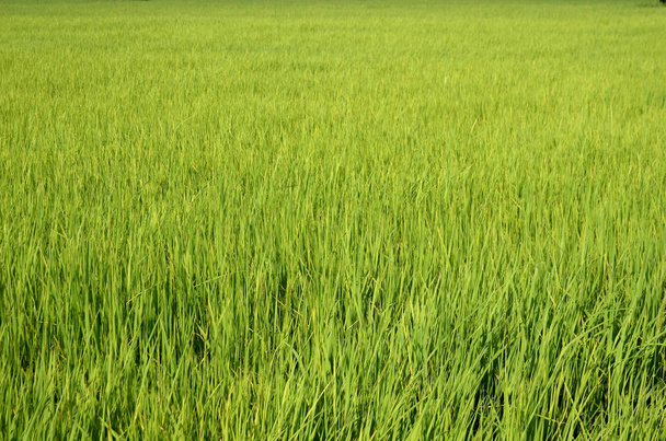 zelená tráva pozadí zavřít  - Fotografie, Obrázek
