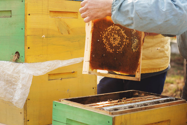 Bee hive detail. Beekeeper is working with bees and beehives on the apiary - Fotoğraf, Görsel