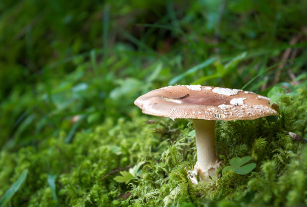 Красивий отруйний гриб в лісі
 - Фото, зображення
