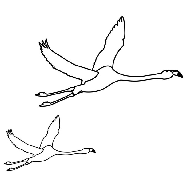εξωτικό φλαμανδικό ζευγάρι πουλιά που πετούν - Διάνυσμα, εικόνα