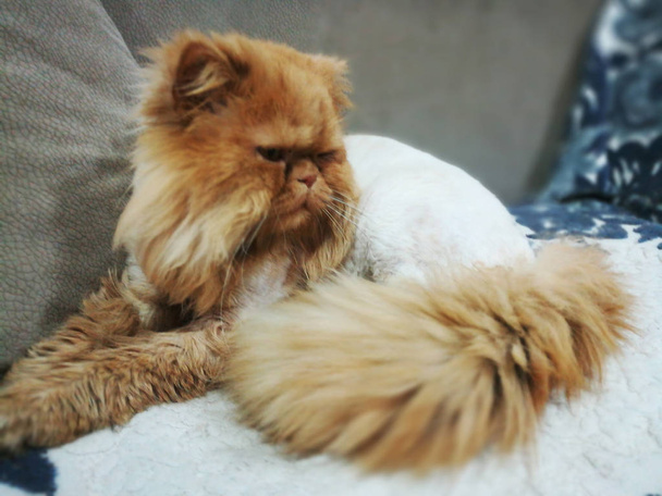 Стривед помаранчевий жорстокий персидський кіт на дивані. - Фото, зображення