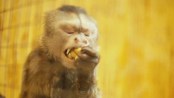 Capuchin monkey portrait - Materiaali, video