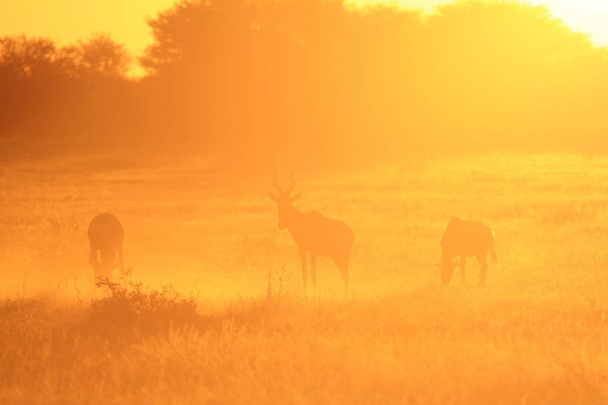 foto cênica de belos gnus selvagens no habitat natural ao pôr do sol
 - Foto, Imagem