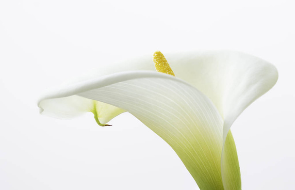 Lähikuva kaunis Calla liljat kukka eristetty valkoisella taustalla
 - Valokuva, kuva