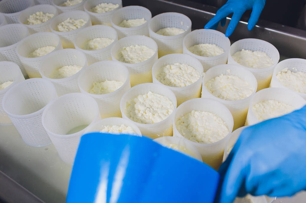 Close-up of a man forming cheese into the plastic molds at the small producing farm. - 写真・画像