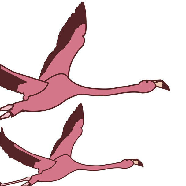 flamandzki egzotyczny latający para ptak różowy - Wektor, obraz