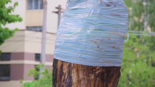 Drzewo Acer na ulicy z zastosowaną pułapką bariery owadów - Materiał filmowy, wideo