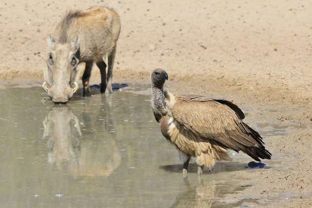 close-up shot of beautiful wild vultures in pond - Photo, Image