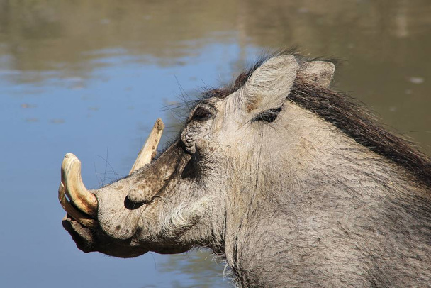 schilderachtige foto van de wilde Warthog in de natuurlijke habitat - Foto, afbeelding