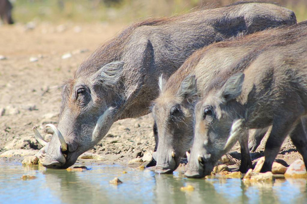 close-up shot of wild warthogs in natural habitat - Photo, Image