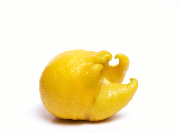 Lustige Zitrone - Foto, Bild