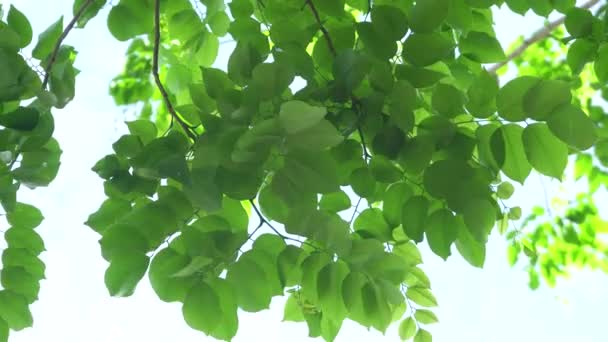  Η γυμνική υφή του δέντρου του πράσινου αφήνει το φόντο. 4K UHD βίντεο κλιπ - Πλάνα, βίντεο