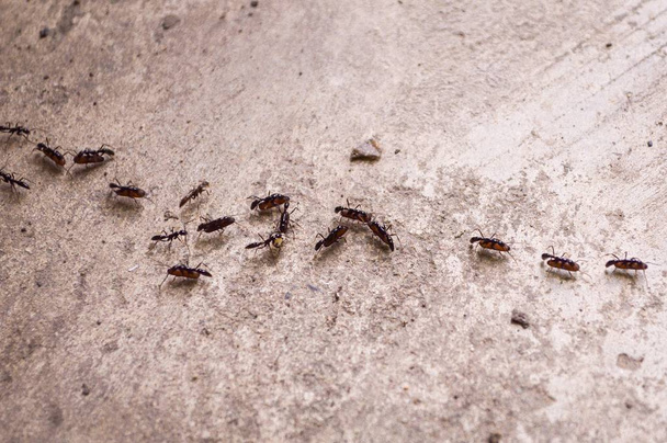 ant and egg on the ground - Valokuva, kuva