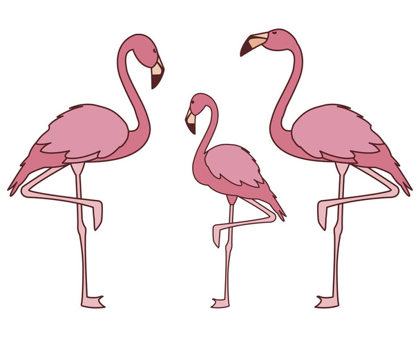 exotische rosafarbene flämische Familienvögel - Vektor, Bild