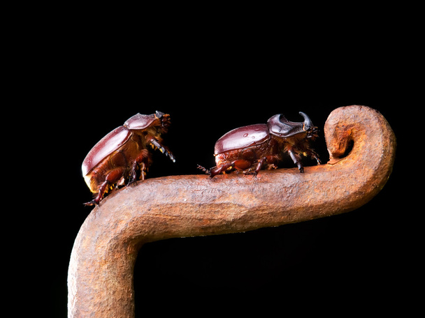Escarabajos de cuernos
 - Foto, imagen