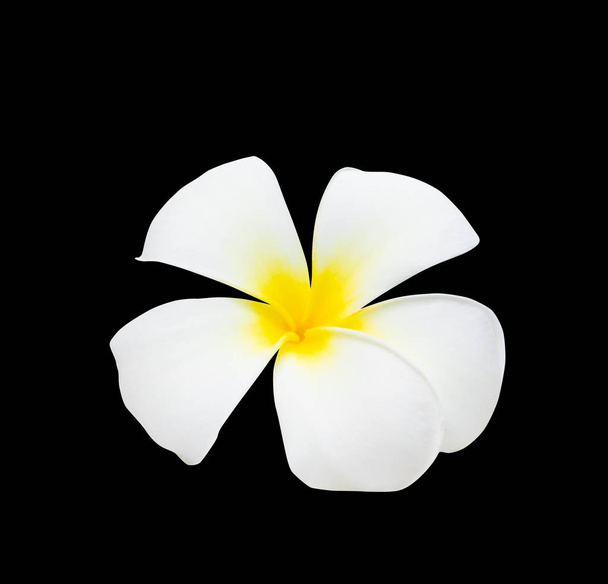 Plumeria flower yellow isolated on black background and clipping path  - Photo, Image