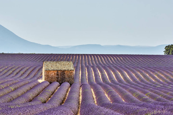 A lonely house standing in a lavender field in Valensole.Provence,France. - Foto, Bild