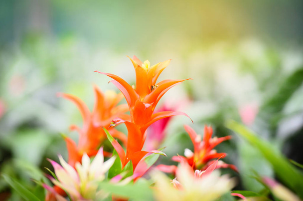Colorful of bromeliad flower decorate in the garden nursery plan - Photo, Image