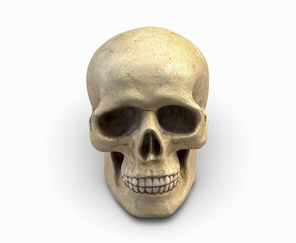 3D-s illusztráció az emberi koponya, elszigetelt fehér background - Fotó, kép