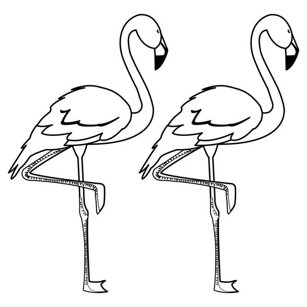 pareja flamenca exótica aves con cabezas arriba
 - Vector, Imagen