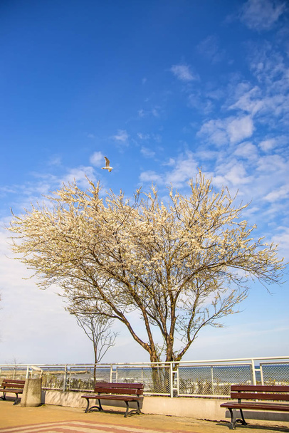 Itämeri, päärynäkukka rannalla kävelykatu
 - Valokuva, kuva