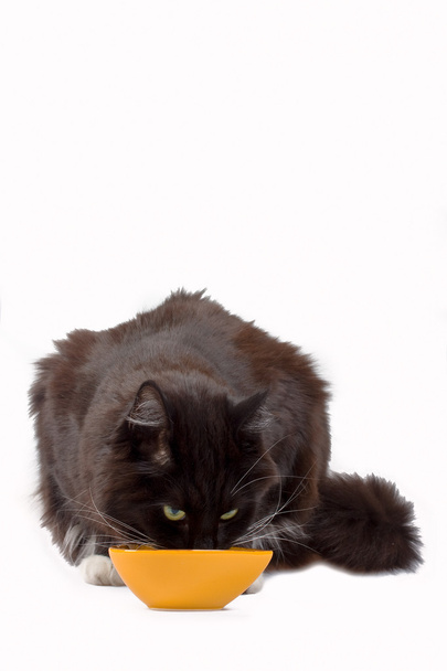Черная кошка пьет из жёлтой миски
 - Фото, изображение
