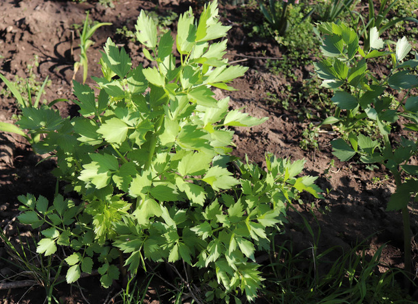A friss Lovage növénytermesztés levelei a kertben. A Levisticum officinale az Apiaceae család egy erős növénye, amelyet főleg a gasztronómiában használnak. Gyógynövényeket, gyógynövények, a természetben. - Fotó, kép