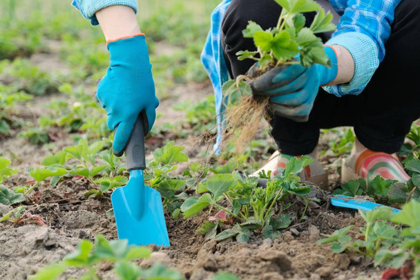 Spring garden, hands of woman in gloves with garden tools plant strawberry bushes in soil - Photo, image