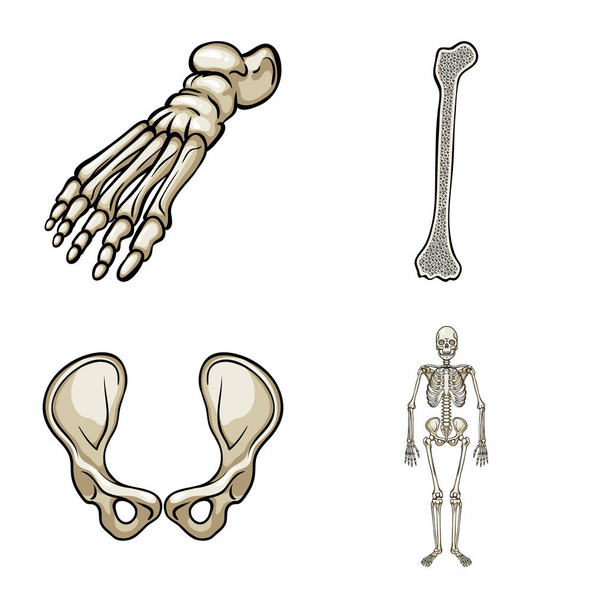 骨とスケルトンのロゴの分離されたオブジェクト。ウェブのための骨と人間のストックシンボルのセット. - ベクター画像