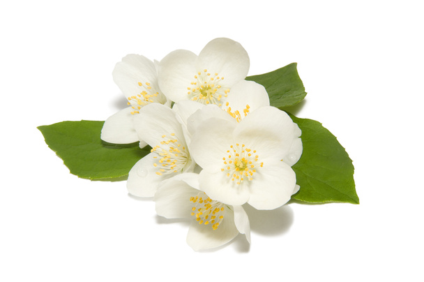Fehér háttéren fehér jázmin virág - Fotó, kép