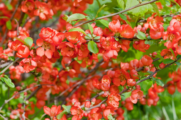 Scarlet flowers Japanese membrillo
  - Foto, imagen