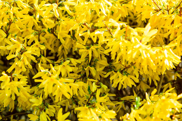 keř s jasně žlutými květy na jaře - Fotografie, Obrázek