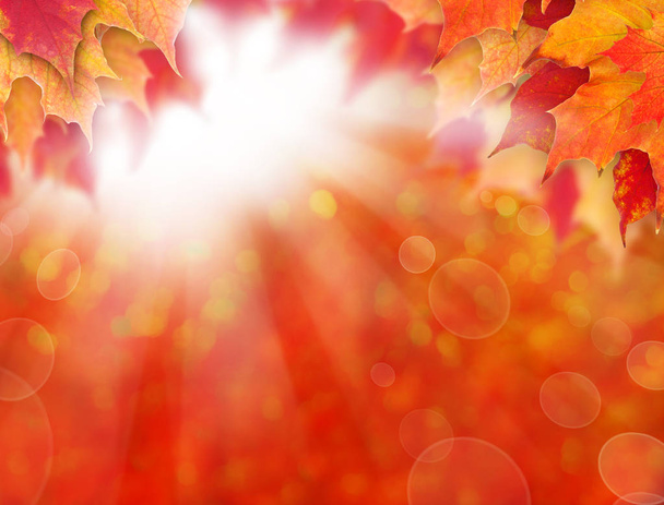 Sonbahar akçaağaç yaprakları ve güneş ışığı ile soyut sonbahar arka plan - Fotoğraf, Görsel