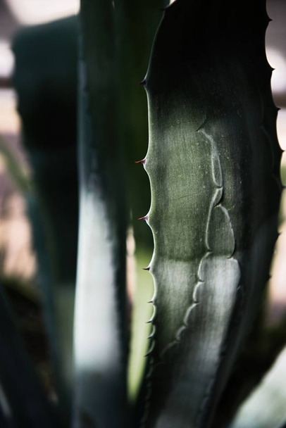 grüner Kaktus mit scharfen Nadeln und rosa lila Blütendrehungen auf grünem Hintergrund. - Foto, Bild